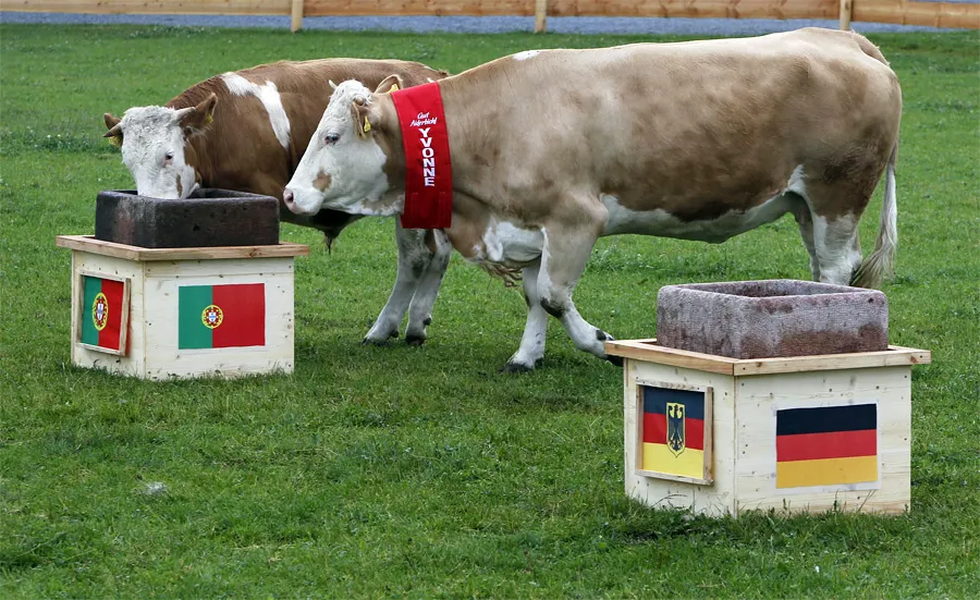 Корова Ивонна