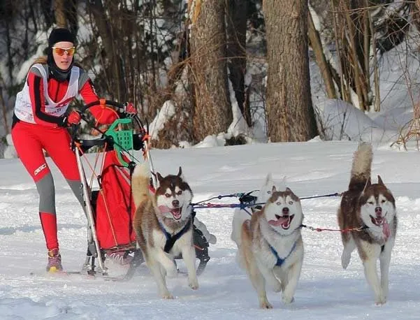 Гонки на собачьих упряжках